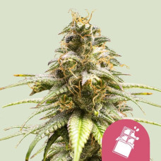 Chocolate Haze feminised (Royal Queen Seeds)