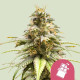 Семена конопли Chocolate Haze fem. Royal Queen Seeds