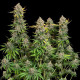 Семена конопли Chocolate Haze fem. Royal Queen Seeds