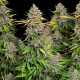 Семена конопли Chocolate Haze fem. Royal Queen Seeds