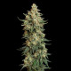 Семена конопли Chocolate Haze fem. Royal Queen Seeds