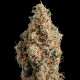 Семена конопли Chocolate Haze fem. Royal Queen Seeds