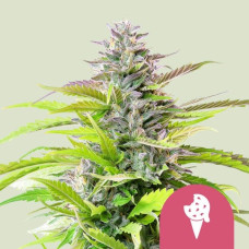Cookies Gelato feminised (Royal Queen Seeds)