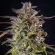 Семена конопли Cookies Gelato fem. Royal Queen Seeds