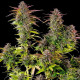 Семена конопли Cookies Gelato fem. Royal Queen Seeds