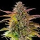 Семена конопли Cookies Gelato fem. Royal Queen Seeds