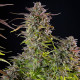 Семена конопли Cookies Gelato fem. Royal Queen Seeds