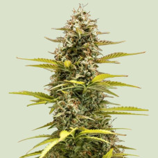 Cosmos F1 auto feminised (Royal Queen Seeds)