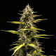 Насіння коноплі Cosmos F1 autofem. Royal Queen Seeds