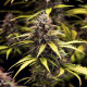 Насіння коноплі Cosmos F1 autofem. Royal Queen Seeds