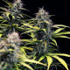 Насіння коноплі Cosmos F1 autofem. Royal Queen Seeds
