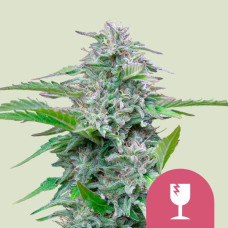 Critical feminised (Royal Queen Seeds)