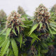 Семена конопли Critical fem. Royal Queen Seeds
