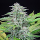 Семена конопли Critical fem. Royal Queen Seeds