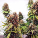 Семена конопли Critical fem. Royal Queen Seeds