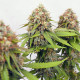 Семена конопли Critical fem. Royal Queen Seeds
