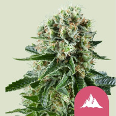 Critical Kush feminised (Royal Queen Seeds)