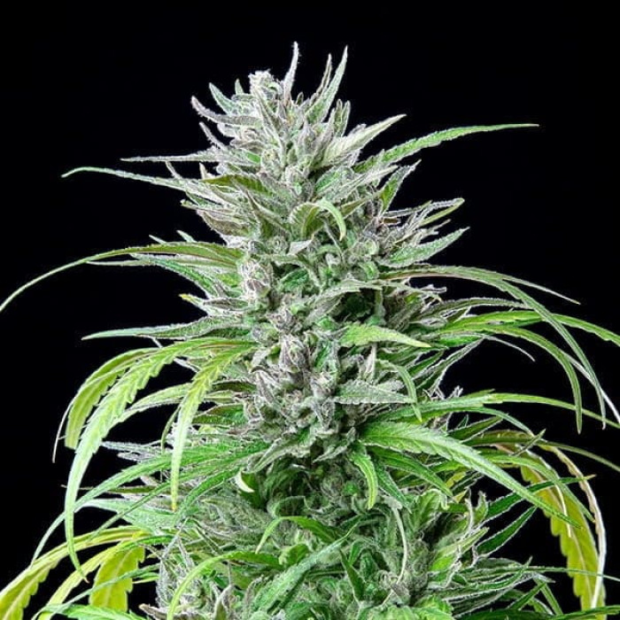 Семена конопли Critical Kush fem. Royal Queen Seeds Семена конопли Critical Kush fem. Royal Queen Seeds