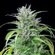 Семена конопли Critical Kush fem. Royal Queen Seeds Семена конопли Critical Kush fem. Royal Queen Seeds