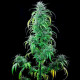 Семена конопли Critical Kush fem. Royal Queen Seeds Семена конопли Critical Kush fem. Royal Queen Seeds