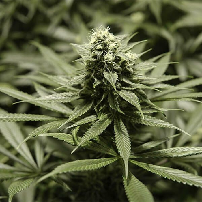 Семена конопли Critical Kush fem. Royal Queen Seeds Семена конопли Critical Kush fem. Royal Queen Seeds
