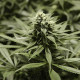 Семена конопли Critical Kush fem. Royal Queen Seeds Семена конопли Critical Kush fem. Royal Queen Seeds