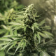 Семена конопли Critical Kush fem. Royal Queen Seeds Семена конопли Critical Kush fem. Royal Queen Seeds