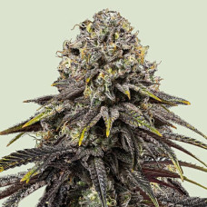 Dynamite Diesel feminised (Royal Queen Seeds)