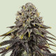 Семена конопли Dynamite Diesel fem. Royal Queen Seeds