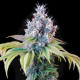 Семена конопли Dynamite Diesel fem. Royal Queen Seeds