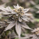 Семена конопли Dynamite Diesel fem. Royal Queen Seeds