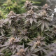 Семена конопли Dynamite Diesel fem. Royal Queen Seeds