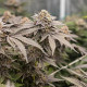 Семена конопли Dynamite Diesel fem. Royal Queen Seeds