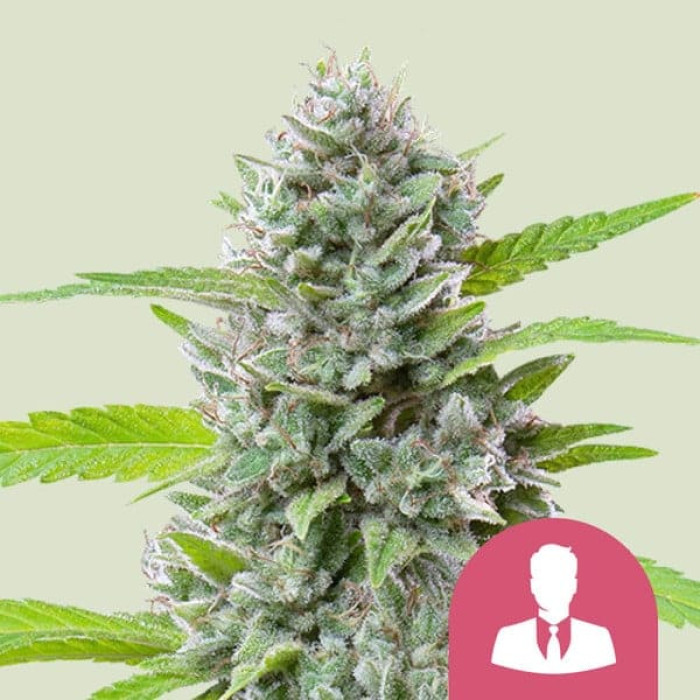 Семена конопли El Patron fem. Royal Queen Seeds Семена конопли El Patron fem. Royal Queen Seeds