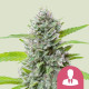 Семена конопли El Patron fem. Royal Queen Seeds Семена конопли El Patron fem. Royal Queen Seeds