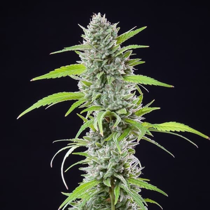 Семена конопли El Patron fem. Royal Queen Seeds Семена конопли El Patron fem. Royal Queen Seeds