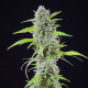 Семена конопли El Patron fem. Royal Queen Seeds Семена конопли El Patron fem. Royal Queen Seeds