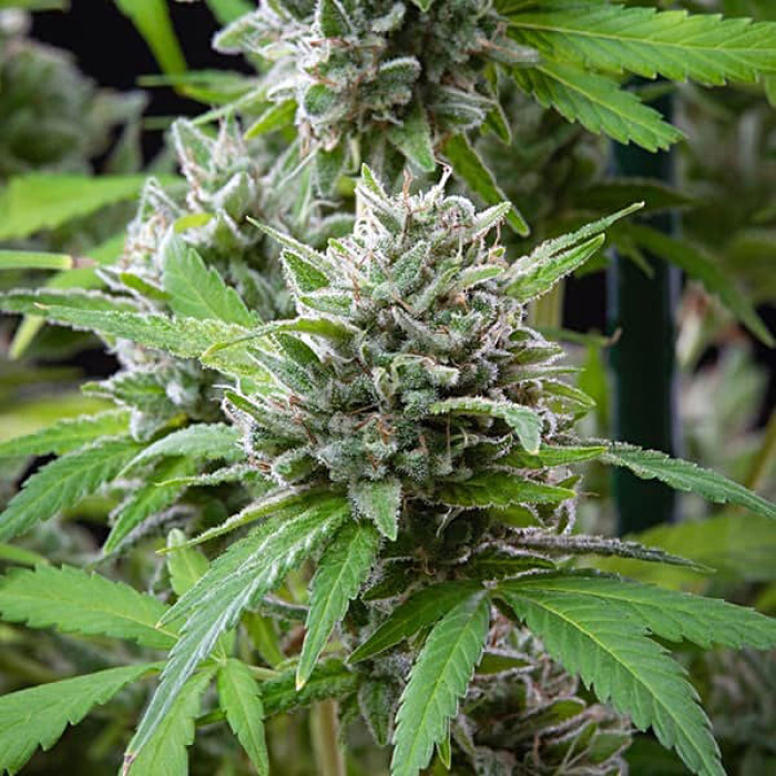 Семена конопли El Patron fem. Royal Queen Seeds Семена конопли El Patron fem. Royal Queen Seeds