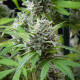 Семена конопли El Patron fem. Royal Queen Seeds Семена конопли El Patron fem. Royal Queen Seeds