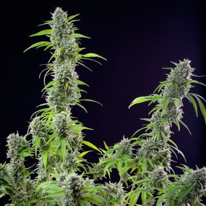 Семена конопли El Patron fem. Royal Queen Seeds Семена конопли El Patron fem. Royal Queen Seeds