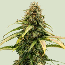 Epsilon F1 auto feminised (Royal Queen Seeds)