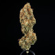 Семена конопли Epsilon F1 autofem. Royal Queen Seeds