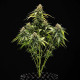 Семена конопли Epsilon F1 autofem. Royal Queen Seeds