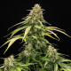 Семена конопли Epsilon F1 autofem. Royal Queen Seeds