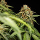 Семена конопли Epsilon F1 autofem. Royal Queen Seeds