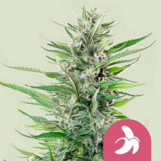 Fat Banana feminised (Royal Queen Seeds)