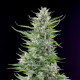 Семена конопли Fat Banana fem. Royal Queen Seeds