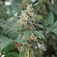 Семена конопли Fat Banana fem. Royal Queen Seeds