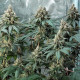 Семена конопли Fat Banana fem. Royal Queen Seeds