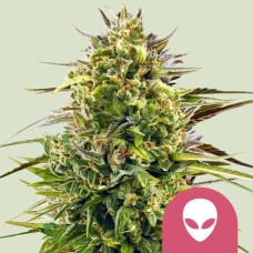 Alien OG feminised (Royal Queen Seeds)